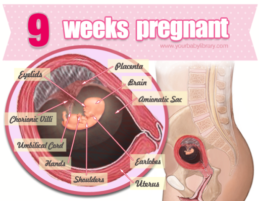 What Are The Risks Of Miscarriage For 9 Weeks In Pregnancy